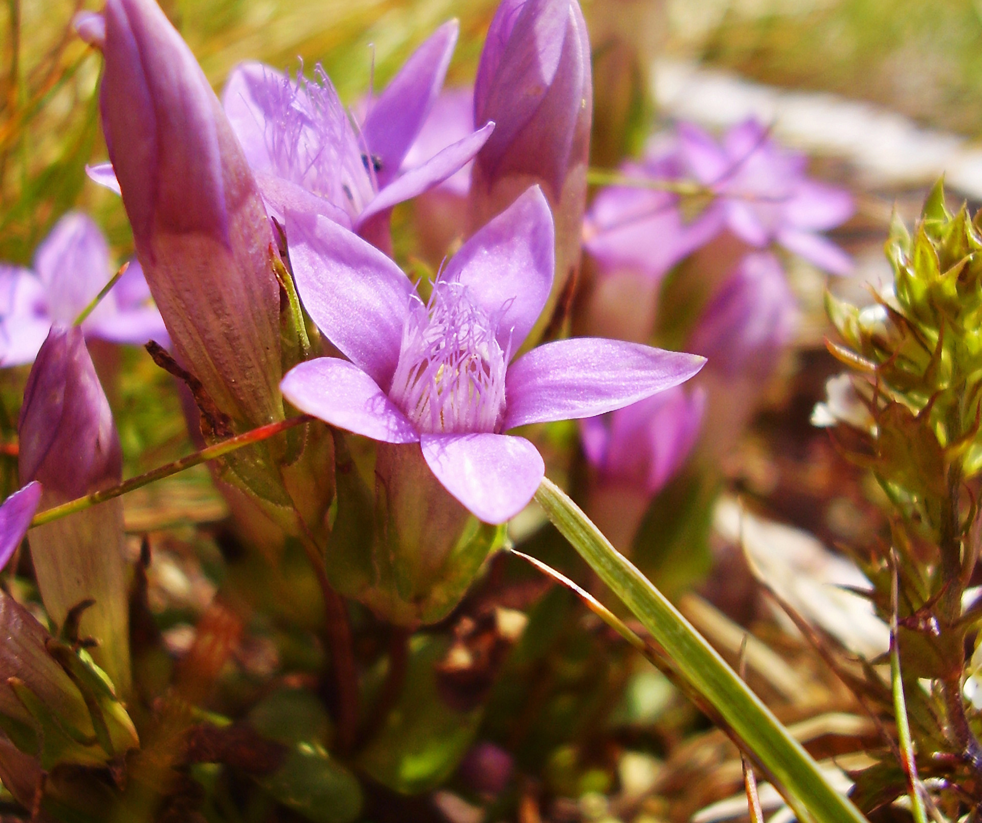 Pétale Zen Harmonie, Géobiologie, Fleurs de Bach, Soins énergétiques